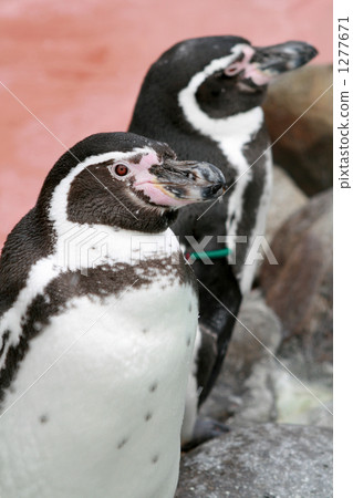 Humboldt penguin at Maruyama zoo Humboldt penguin at Maruyama zoo 1277671