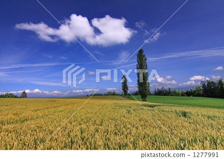 Poplar and wheat fields 1277991