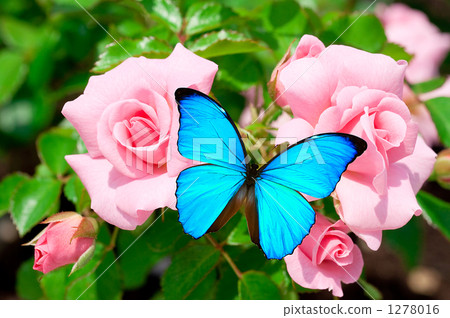 花和蝴蝶 花和蝴蝶 1278016