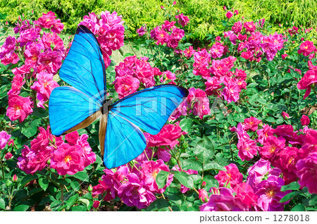 花和蝴蝶 花和蝴蝶 1278018