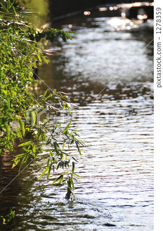 小溪 水面 河流 1278359