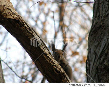 Ezolith Ezolith 1278680