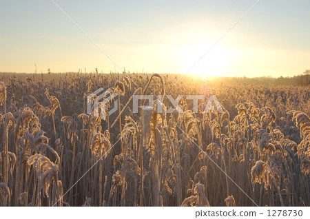 Frozen meadow 1278730