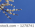 White peony 1278741
