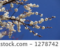 White peony 1278742