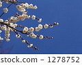 White peony 1278752