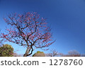 Karumai 1278760
