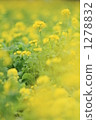 Rape blossoms 1278832