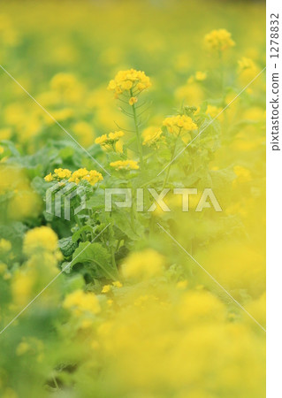 強姦開花 1278832