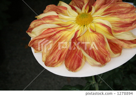 菊花 花朵 花 1278894