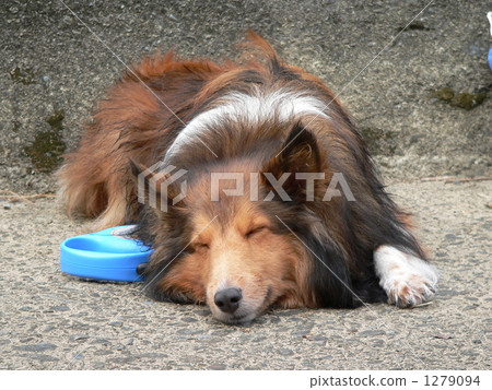 Shelty's nap 1279094
