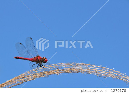 “秋天的天空和紅色的蜻蜓 -  Natsuakane  - ” 1279178