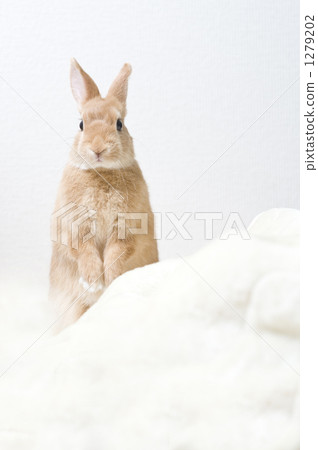 netherland dwarf, rabbit, bunny 1279202