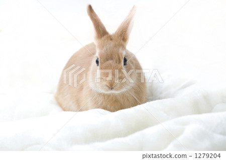 netherland dwarf, rabbit, bunny 1279204