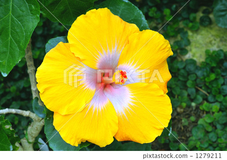 Hibiscus (yellow) Hibiscus (yellow) 1279211