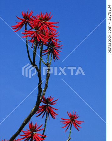 Saifidigo巴西deigo 1279234