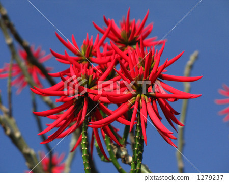 Saifidigo巴西deigo 1279237