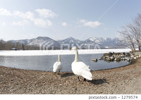 The lake of swan The lake of swan 1279574