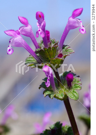 Hotokenoza 2 Hotokenoza 2 1279944