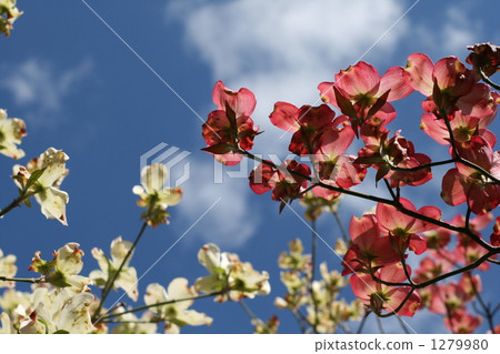 dogwood, Red And White, spring 1279980