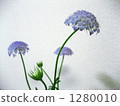 藍色蕾絲花 繖形花序植物 丁香花 1280010