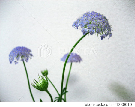 藍色蕾絲花 繖形花序植物 丁香花 1280010