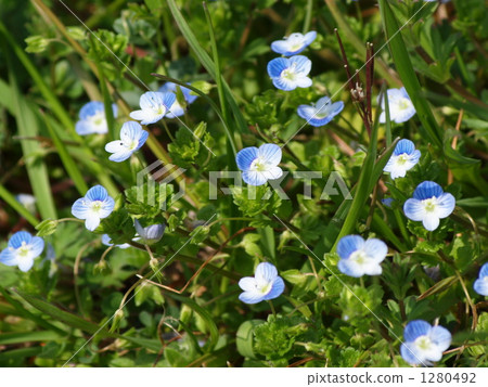 tenjin karakusa, baby blue eyes, veronica persica 1280492