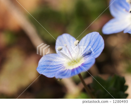 婆婆納唐草天神節3月 照片素材 圖片 圖庫