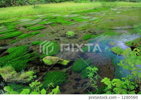 Gudari swamp of fresh green Gudari swamp of fresh green 1280560
