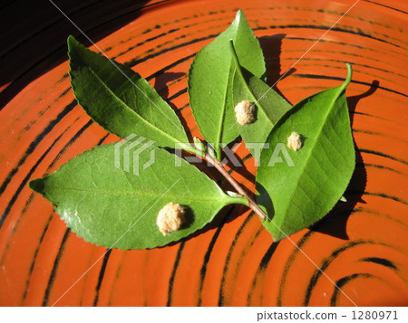 Egg mass of Chaddeca 1280971