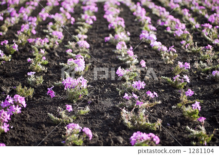 Pink flower bed 1281104