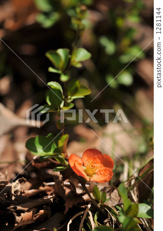 “通知satoyama春天的花 - Kusabeke” “通知satoyama春天的花 - Kusabeke” 1281144