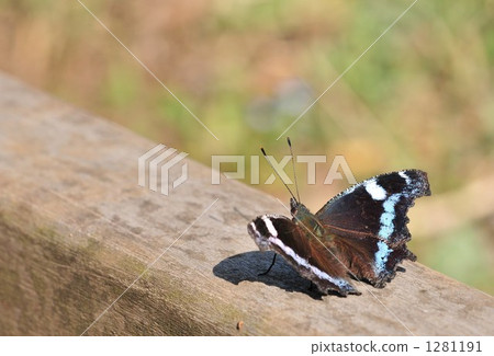 "Awakening of Spring ~ Ruritateha ~ ②" 1281191