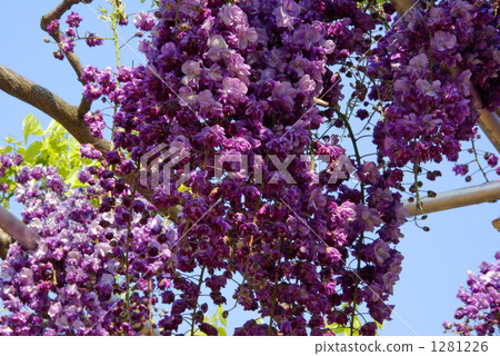 紫藤 1281226