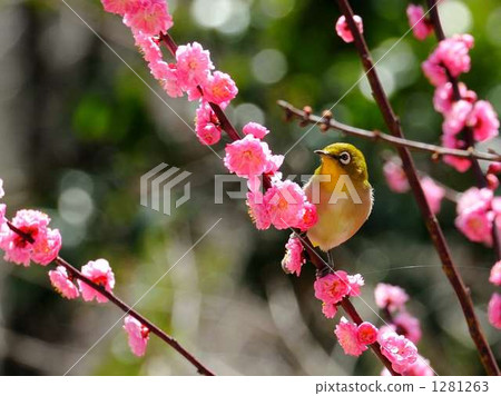 White-eye 1281263