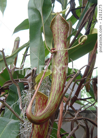 Utoceridae 01 Carnivorous plant Utoceridae 01 Carnivorous plant 1281275