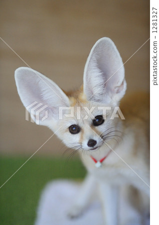 Fennec 1281327
