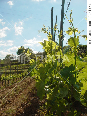 Vineyard 1281364