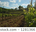 Vineyard 1281366