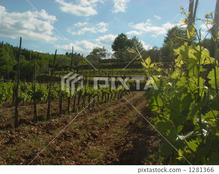 Vineyard Vineyard 1281366
