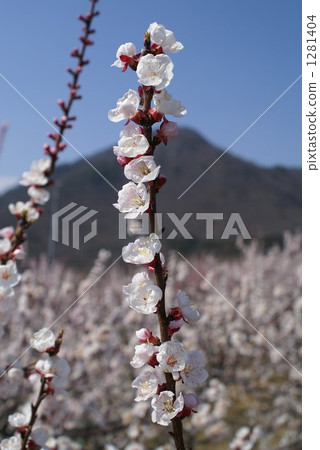 頂級春季電池Chikuma在Ichimori的全國Kyou排名第1 1281404