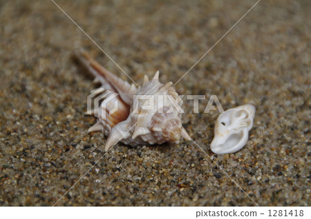 在海灘上的貝殼 1281418
