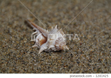在海灘上的貝殼 1281425