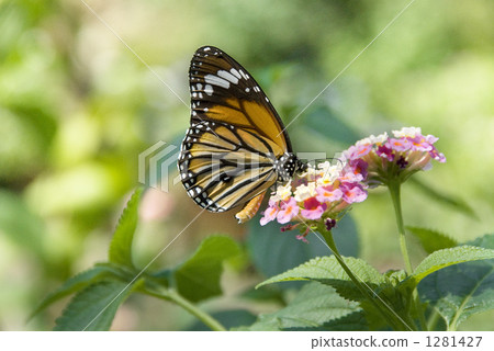 一隻習慣吸吮蜂蜜的蝴蝶 1281427