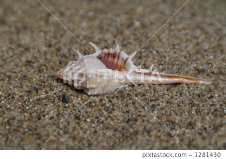在海灘上的貝殼 在海灘上的貝殼 1281430