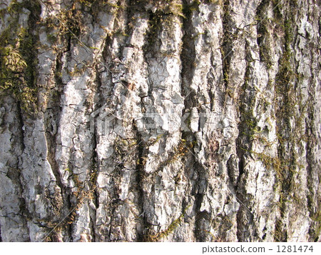 Yachidamo的吠聲 Yachidamo的吠聲 1281474