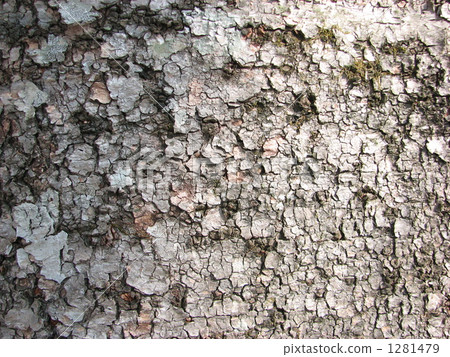 White bark of bark White bark of bark 1281479