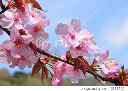 Pink Beni Yamazakura 1281531