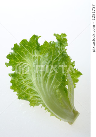 生菜1 1281757
