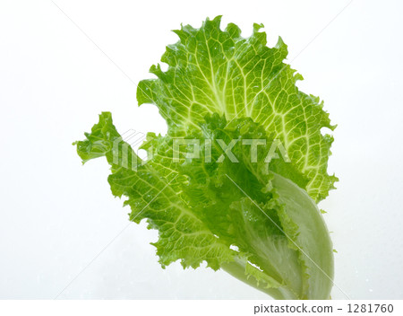 生菜2 1281760